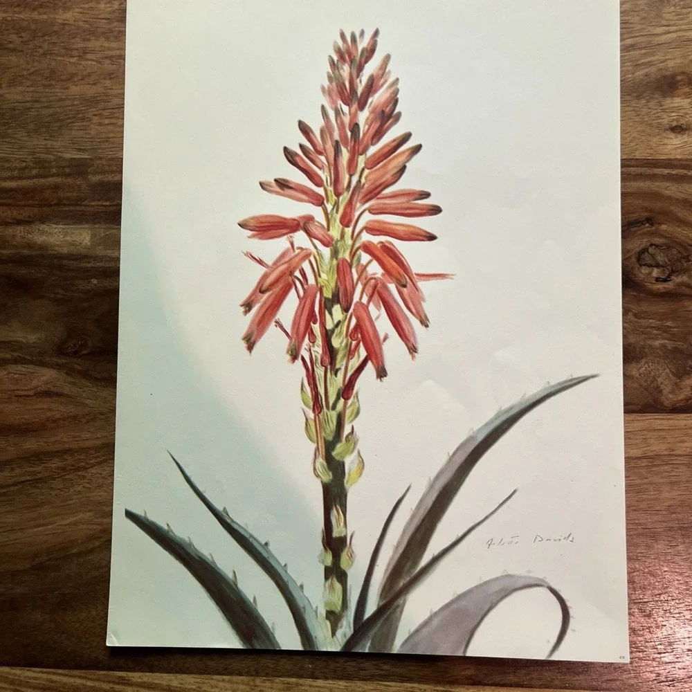 Vintage 1940s Arlette Davids Aloe Spinosissima Botanical Print 29 Spring Flowers